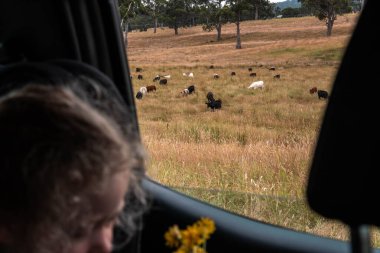Beef Angus ve Wagyu inekleri kurak bir yazda bir tarlada otluyorlar. Çiftlikteki bir inek sürüsü tarım alanında rejeneratif tarım yapıyor. Akşam karanlığında sığırlarla dolu şişman sığırlar.