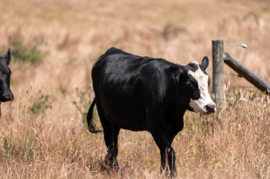 Angus, wagyu ve Murray sığır boğaları ve inekler, Avustralya 'da bir tepede otlanıyorlar..
