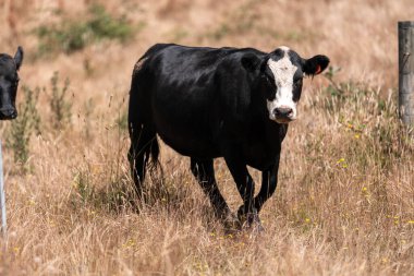 Aygır çiftliğinin yakınında Avustralya 'da bir tarlada otlayan inekler ve buzağılar yetişti. Sürü cinsleri arasında benek parkı, murray grisi, angus ve wagyu uzun otlaklardır. 