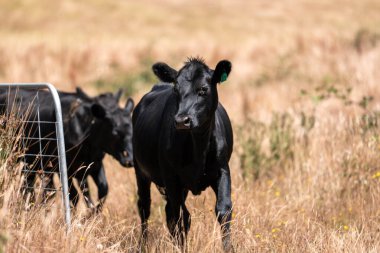Beef Angus ve Wagyu inekleri kurak bir yazda bir tarlada otluyorlar. Çiftlikteki bir inek sürüsü tarım alanında rejeneratif tarım yapıyor. Akşam karanlığında sığırlarla dolu şişman sığırlar.