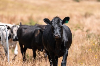 Angus, wagyu ve Murray sığır boğaları ve inekler, Avustralya 'da bir tepede otlanıyorlar..