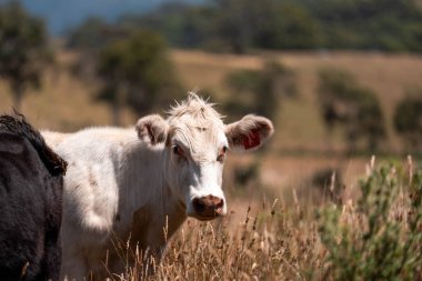 Aygır çiftliğinin yakınında Avustralya 'da bir tarlada otlayan inekler ve buzağılar yetişti. Sürü cinsleri arasında benek parkı, murray grisi, angus ve wagyu uzun otlaklardır. 
