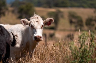 Bir tarladaki inekler, sığır eti ile güzel bir manzaraya sahip bir çiftlikte ot yiyorlar.