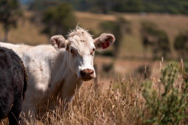 Angus, wagyu ve Murray sığır boğaları ve inekler, Avustralya 'da bir tepede otlanıyorlar..