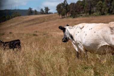 Aygır çiftliğinin yakınında Avustralya 'da bir tarlada otlayan inekler ve buzağılar yetişti. Sürü cinsleri arasında benek parkı, murray grisi, angus ve wagyu uzun otlaklardır. 