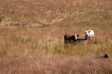 Angus, wagyu ve Murray sığır boğaları ve inekler, Avustralya 'da bir tepede otlanıyorlar..