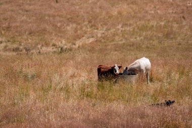 Aygır çiftliğinin yakınında Avustralya 'da bir tarlada otlayan inekler ve buzağılar yetişti. Sürü cinsleri arasında benek parkı, murray grisi, angus ve wagyu uzun otlaklardır. 
