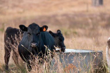 Beef Angus ve Wagyu inekleri kurak bir yazda bir tarlada otluyorlar. Çiftlikteki bir inek sürüsü tarım alanında rejeneratif tarım yapıyor. Akşam karanlığında sığırlarla dolu şişman sığırlar.