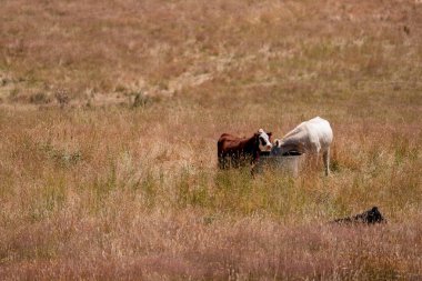 Bir tarladaki inekler, sığır eti ile güzel bir manzaraya sahip bir çiftlikte ot yiyorlar.