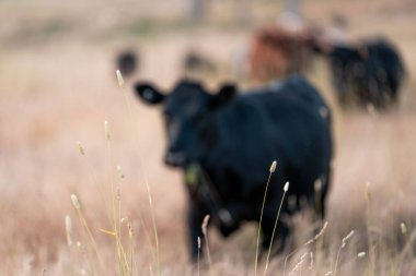 Angus, wagyu ve Murray sığır boğaları ve inekler, Avustralya 'da bir tepede otlanıyorlar..