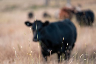 Beef Angus ve Wagyu inekleri kurak bir yazda bir tarlada otluyorlar. Çiftlikteki bir inek sürüsü tarım alanında rejeneratif tarım yapıyor. Akşam karanlığında sığırlarla dolu şişman sığırlar.