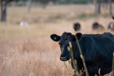 Aygır çiftliğinin yakınında Avustralya 'da bir tarlada otlayan inekler ve buzağılar yetişti. Sürü cinsleri arasında benek parkı, murray grisi, angus ve wagyu uzun otlaklardır. 
