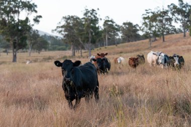 Bir tarladaki inekler, sığır eti ile güzel bir manzaraya sahip bir çiftlikte ot yiyorlar.