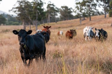 Aygır çiftliğinin yakınında Avustralya 'da bir tarlada otlayan inekler ve buzağılar yetişti. Sürü cinsleri arasında benek parkı, murray grisi, angus ve wagyu uzun otlaklardır. 
