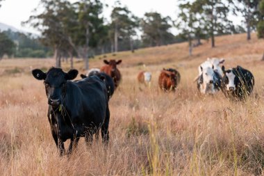Bir tarladaki inekler, sığır eti ile güzel bir manzaraya sahip bir çiftlikte ot yiyorlar.