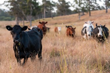 Beef Angus ve Wagyu inekleri kurak bir yazda bir tarlada otluyorlar. Çiftlikteki bir inek sürüsü tarım alanında rejeneratif tarım yapıyor. Akşam karanlığında sığırlarla dolu şişman sığırlar.