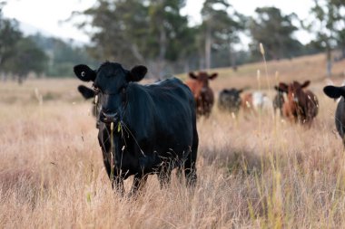 Bir tarladaki inekler, sığır eti ile güzel bir manzaraya sahip bir çiftlikte ot yiyorlar.