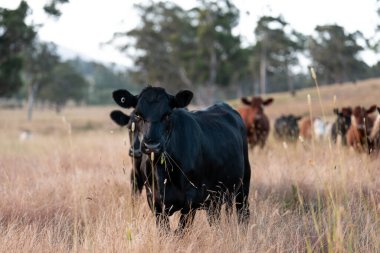 Beef Angus ve Wagyu inekleri kurak bir yazda bir tarlada otluyorlar. Çiftlikteki bir inek sürüsü tarım alanında rejeneratif tarım yapıyor. Akşam karanlığında sığırlarla dolu şişman sığırlar.