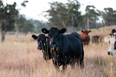 Aygır çiftliğinin yakınında Avustralya 'da bir tarlada otlayan inekler ve buzağılar yetişti. Sürü cinsleri arasında benek parkı, murray grisi, angus ve wagyu uzun otlaklardır. 