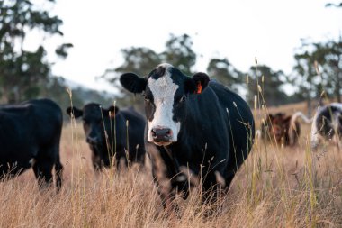 Aygır çiftliğinin yakınında Avustralya 'da bir tarlada otlayan inekler ve buzağılar yetişti. Sürü cinsleri arasında benek parkı, murray grisi, angus ve wagyu uzun otlaklardır. 