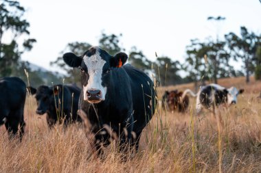 Bir tarladaki inekler, sığır eti ile güzel bir manzaraya sahip bir çiftlikte ot yiyorlar.