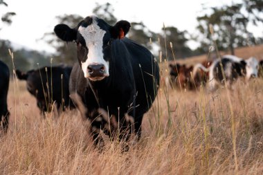 Aygır çiftliğinin yakınında Avustralya 'da bir tarlada otlayan inekler ve buzağılar yetişti. Sürü cinsleri arasında benek parkı, murray grisi, angus ve wagyu uzun otlaklardır. 