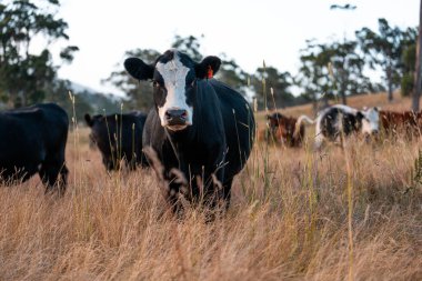 Bir tarladaki inekler, sığır eti ile güzel bir manzaraya sahip bir çiftlikte ot yiyorlar.