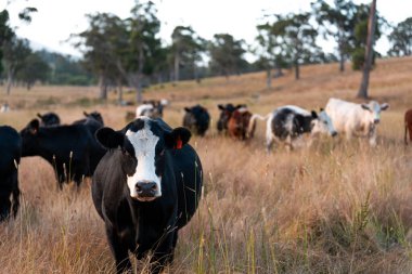 Aygır çiftliğinin yakınında Avustralya 'da bir tarlada otlayan inekler ve buzağılar yetişti. Sürü cinsleri arasında benek parkı, murray grisi, angus ve wagyu uzun otlaklardır. 