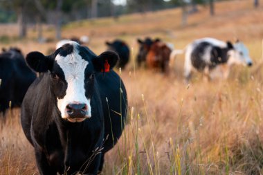 Beef Angus ve Wagyu inekleri kurak bir yazda bir tarlada otluyorlar. Çiftlikteki bir inek sürüsü tarım alanında rejeneratif tarım yapıyor. Akşam karanlığında sığırlarla dolu şişman sığırlar.