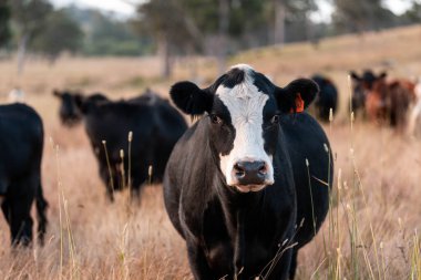 Angus, wagyu ve Murray sığır boğaları ve inekler, Avustralya 'da bir tepede otlanıyorlar..