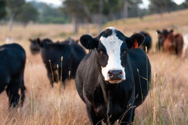 Aygır çiftliğinin yakınında Avustralya 'da bir tarlada otlayan inekler ve buzağılar yetişti. Sürü cinsleri arasında benek parkı, murray grisi, angus ve wagyu uzun otlaklardır. 