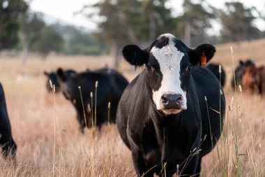 Bir tarladaki inekler, sığır eti ile güzel bir manzaraya sahip bir çiftlikte ot yiyorlar.