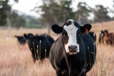 Beef Angus ve Wagyu inekleri kurak bir yazda bir tarlada otluyorlar. Çiftlikteki bir inek sürüsü tarım alanında rejeneratif tarım yapıyor. Akşam karanlığında sığırlarla dolu şişman sığırlar.