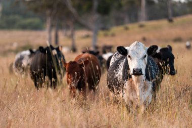 Aygır çiftliğinin yakınında Avustralya 'da bir tarlada otlayan inekler ve buzağılar yetişti. Sürü cinsleri arasında benek parkı, murray grisi, angus ve wagyu uzun otlaklardır. 