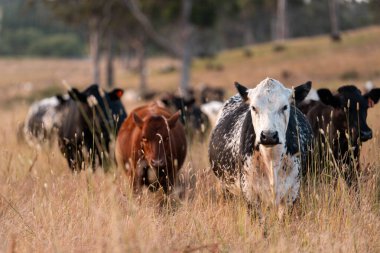 Angus, wagyu ve Murray sığır boğaları ve inekler, Avustralya 'da bir tepede otlanıyorlar..