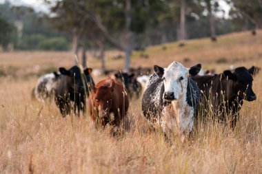 Beef Angus ve Wagyu inekleri kurak bir yazda bir tarlada otluyorlar. Çiftlikteki bir inek sürüsü tarım alanında rejeneratif tarım yapıyor. Akşam karanlığında sığırlarla dolu şişman sığırlar.
