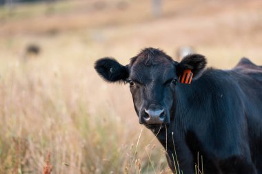 Angus, wagyu ve Murray sığır boğaları ve inekler, Avustralya 'da bir tepede otlanıyorlar..