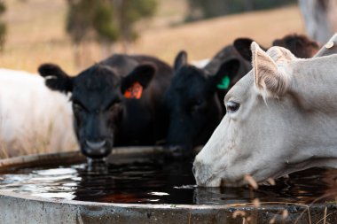 Angus, wagyu ve Murray sığır boğaları ve inekler, Avustralya 'da bir tepede otlanıyorlar..