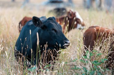 Beef Angus ve Wagyu inekleri kurak bir yazda bir tarlada otluyorlar. Çiftlikteki bir inek sürüsü tarım alanında rejeneratif tarım yapıyor. Akşam karanlığında sığırlarla dolu şişman sığırlar.