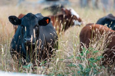 Bir tarladaki inekler, sığır eti ile güzel bir manzaraya sahip bir çiftlikte ot yiyorlar.