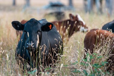 Angus, wagyu ve Murray sığır boğaları ve inekler, Avustralya 'da bir tepede otlanıyorlar..