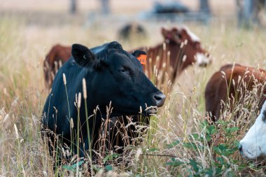 Beef Angus ve Wagyu inekleri kurak bir yazda bir tarlada otluyorlar. Çiftlikteki bir inek sürüsü tarım alanında rejeneratif tarım yapıyor. Akşam karanlığında sığırlarla dolu şişman sığırlar.