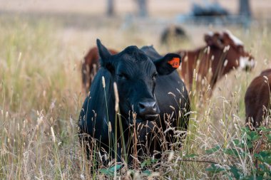 Aygır çiftliğinin yakınında Avustralya 'da bir tarlada otlayan inekler ve buzağılar yetişti. Sürü cinsleri arasında benek parkı, murray grisi, angus ve wagyu uzun otlaklardır. 
