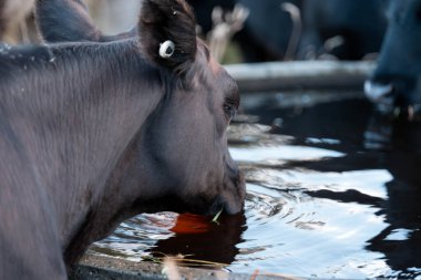 Beef Angus ve Wagyu inekleri kurak bir yazda bir tarlada otluyorlar. Çiftlikteki bir inek sürüsü tarım alanında rejeneratif tarım yapıyor. Akşam karanlığında sığırlarla dolu şişman sığırlar.