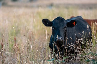 Angus, wagyu ve Murray sığır boğaları ve inekler, Avustralya 'da bir tepede otlanıyorlar..