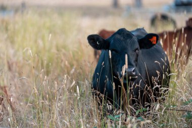 Bir tarladaki inekler, sığır eti ile güzel bir manzaraya sahip bir çiftlikte ot yiyorlar.