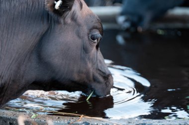 Angus, wagyu ve Murray sığır boğaları ve inekler, Avustralya 'da bir tepede otlanıyorlar..