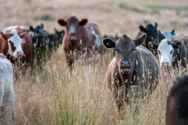 Aygır çiftliğinin yakınında Avustralya 'da bir tarlada otlayan inekler ve buzağılar yetişti. Sürü cinsleri arasında benek parkı, murray grisi, angus ve wagyu uzun otlaklardır. 