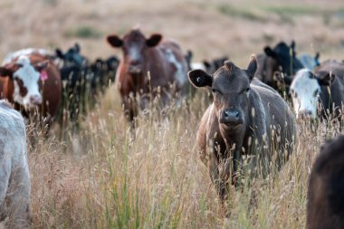 Bir tarladaki inekler, sığır eti ile güzel bir manzaraya sahip bir çiftlikte ot yiyorlar.