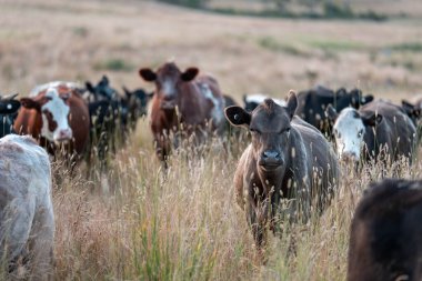 Beef Angus ve Wagyu inekleri kurak bir yazda bir tarlada otluyorlar. Çiftlikteki bir inek sürüsü tarım alanında rejeneratif tarım yapıyor. Akşam karanlığında sığırlarla dolu şişman sığırlar.
